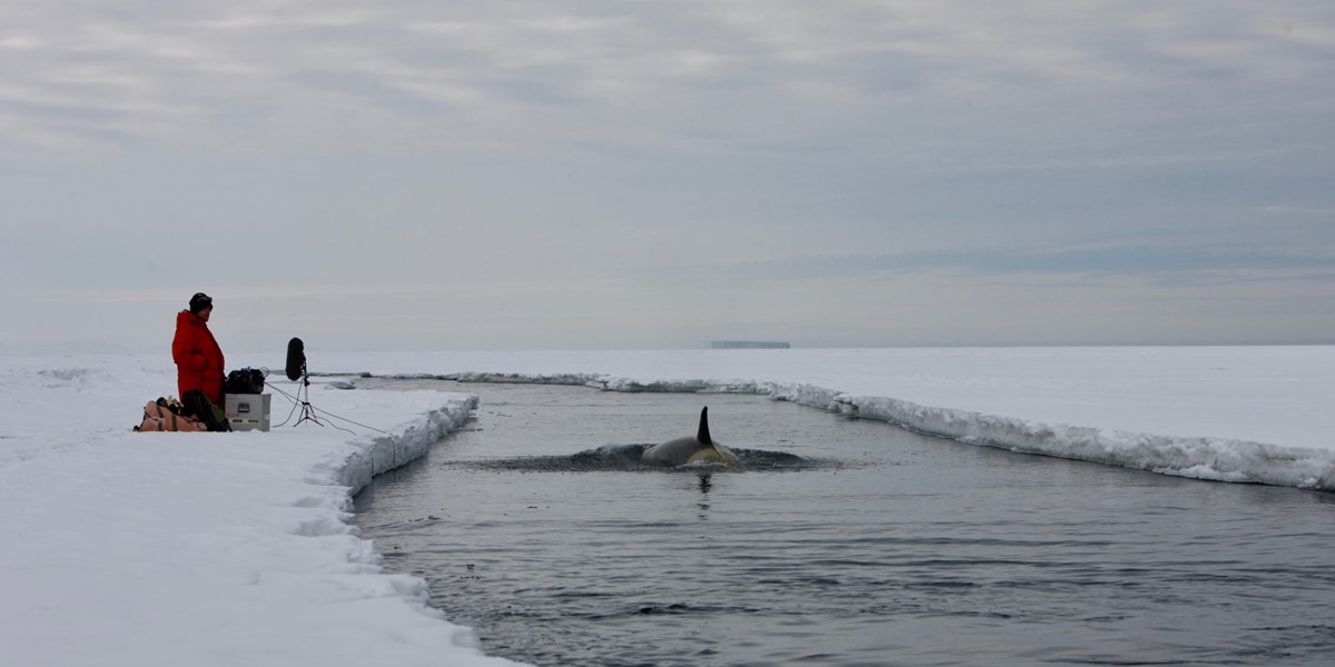 Recording Orcas, Ross sea, Antarctica_credit Jason Roberts.jpg